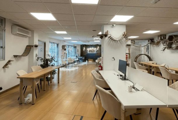 Paws For A Moment – Cat Café Co-Working